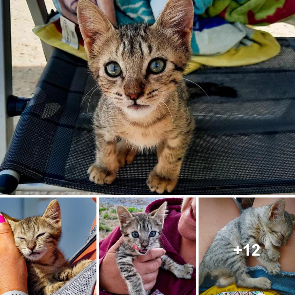 Kitten Dashes Up to Couple on Beach, Asks to Tag Along on Their Adventure