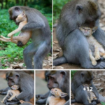 These unique moments between monkey and cat will melt your heart