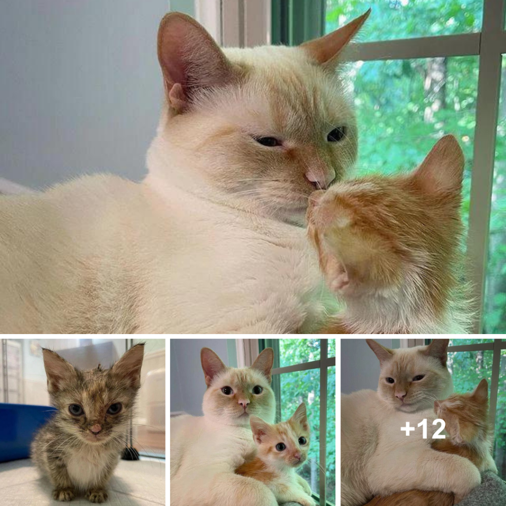 Rescued Kitten Bonds with Family Cat, Turns into a Velcro Kitty