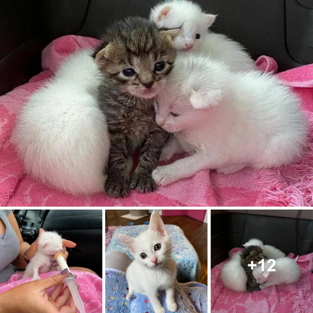 Tabby Kitten Snuggles with Her Siblings Until Rescue