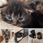 Cat Spotted on Rooftop Carrying Tiny Kittens