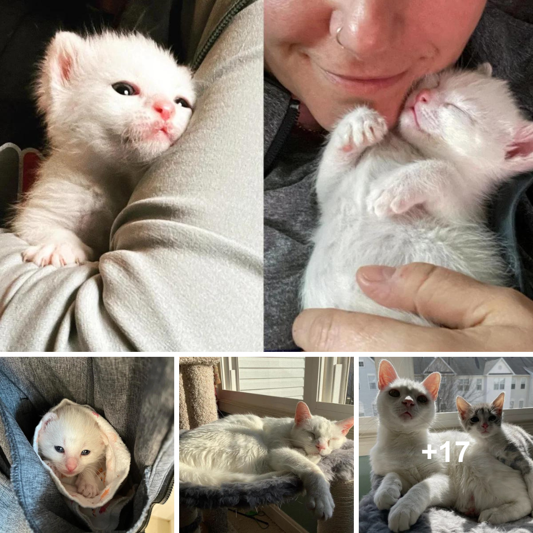 A kitten that reminds the woman of her late cat unexpectedly finds her.