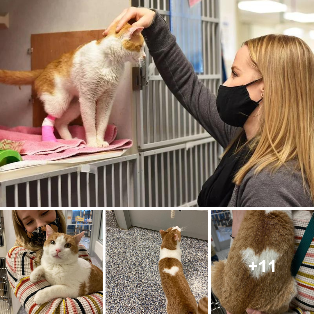 Cat Seeking Loving Family, Sporting a Heart-Shaped Mark on His Back