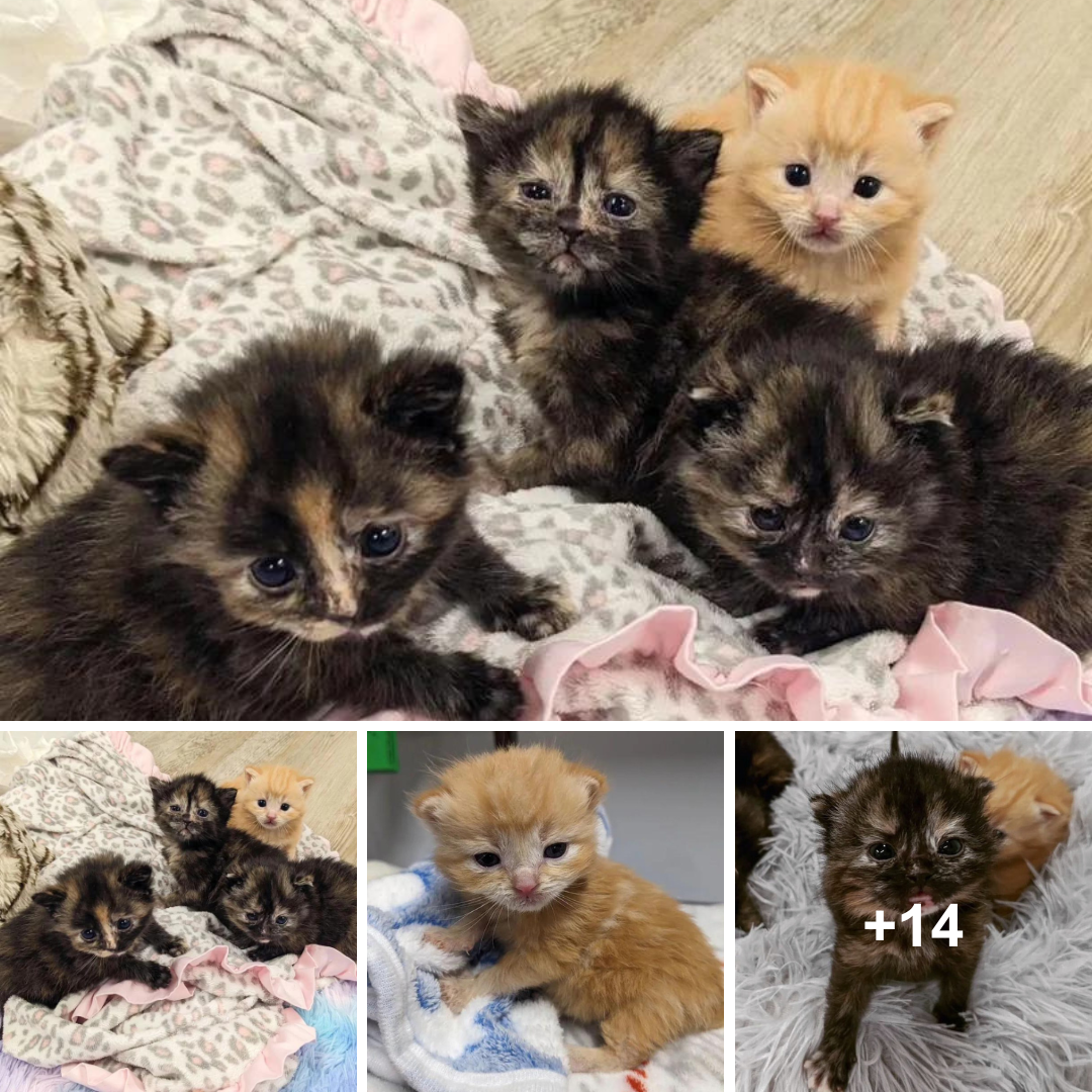 Four Garage-Born Kittens