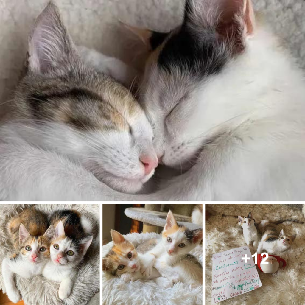 Cats Rescued from Parking Lot and Reunited Together