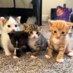 Cat Shielded Her Kittens by Lying on Top of Them