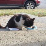 A cat waits for food outside a guy’s house