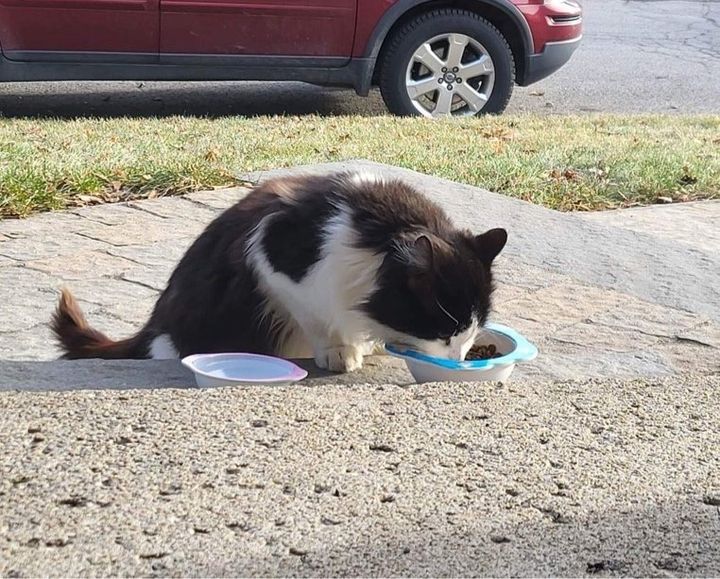 A cat waits for food outside a guy’s house