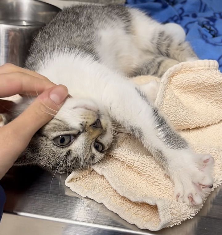 The Happy Adventure of a Hitchhiking Kitten