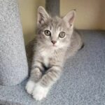 A kitten found under a car bonded with two cats who were also waiting for a home