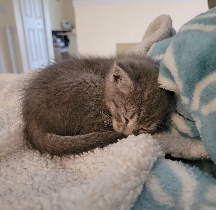 A kitten found under a car bonded with two cats waiting for