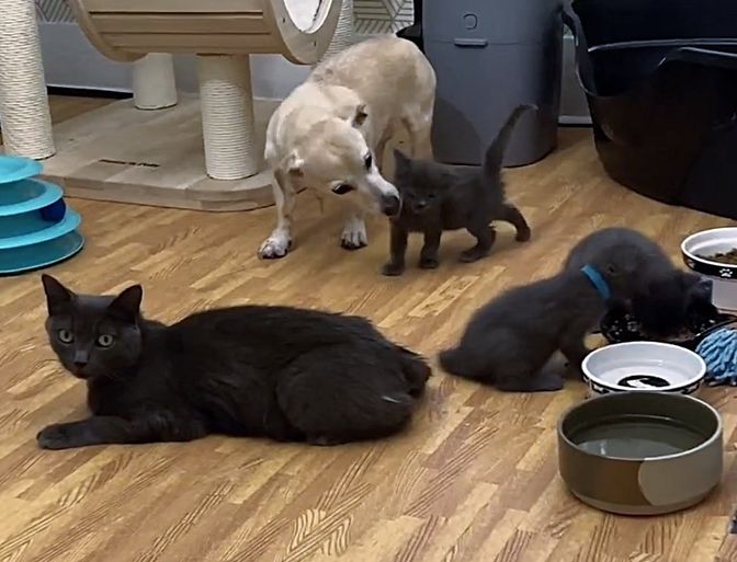 When a dog offers to help care for a cat’s six kittens after they arrive from the shelter