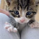 The Moment a Rescued Kitten Enters a House