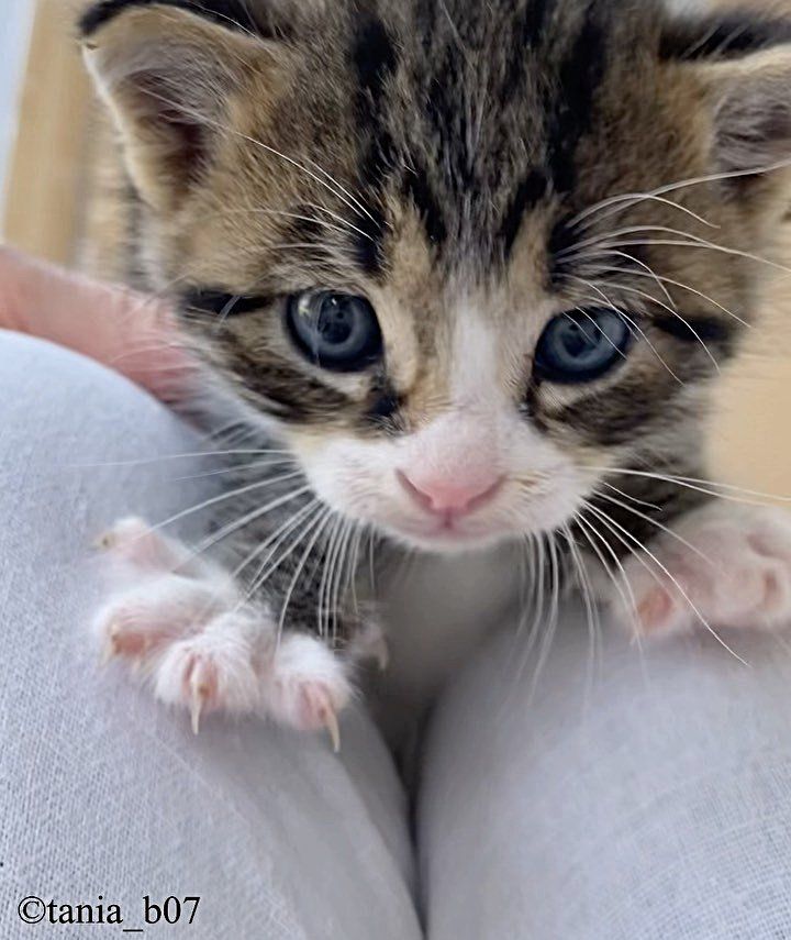 The Moment a Rescued Kitten Enters a House