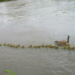 This Goose Mom and Her Partner Are Caring for 47 Goslings