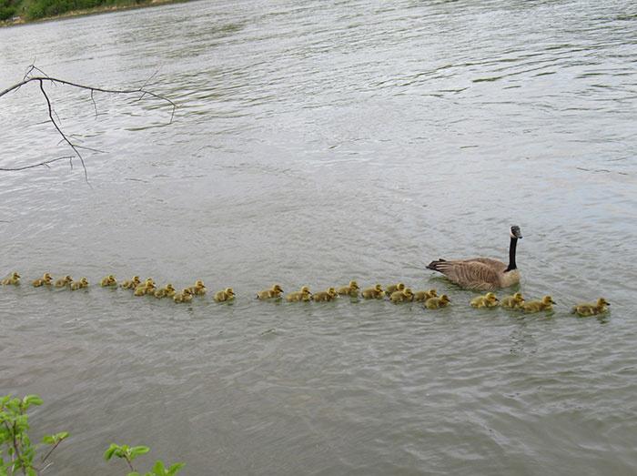 This Goose Mom and Her Partner Are Caring for 47 Goslings