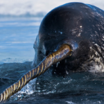 Narwhals have a unique vision unlike any other animal on Earth.