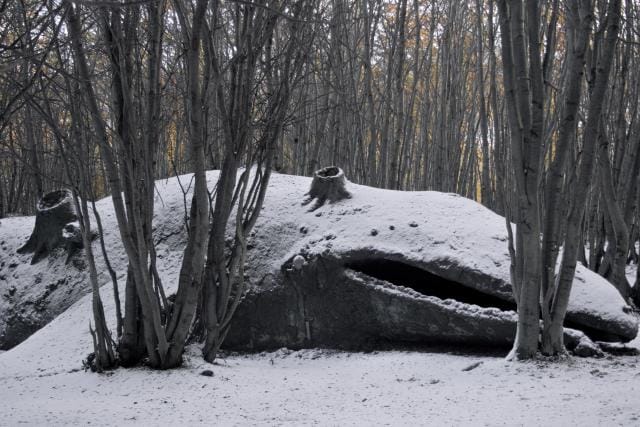 People discovered a giant whale stranded in the Argentine forest.