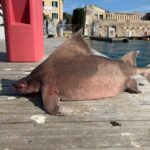 Sailors Stunned as They Pull Out Bizarre Shark with a Giant Pig-Like Face from the Water