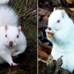 The photographer captured the country’s rare albino squirrels