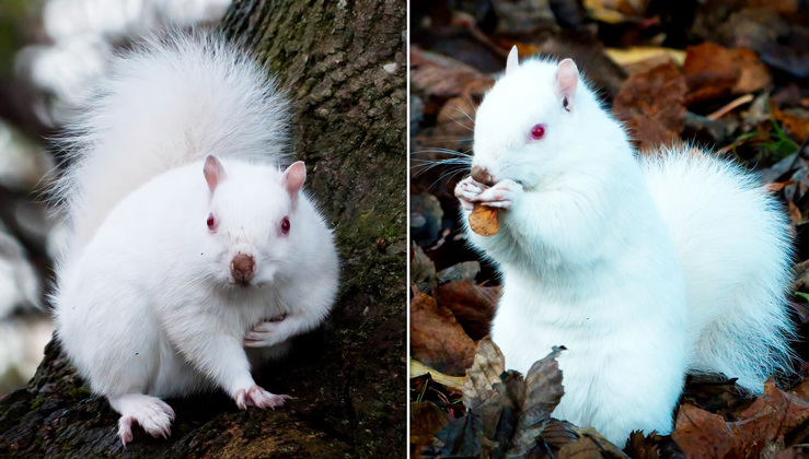 The photographer captured the country’s rare albino squirrels