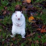 Man Photographs One of the Nation’s 50 Rare Albino Squirrels
