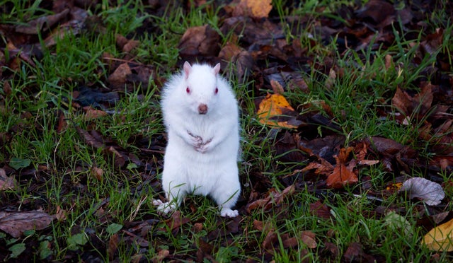 Man Photographs One of the Nation’s 50 Rare Albino Squirrels