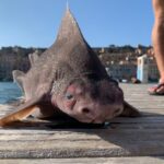 Sailors Astonished as They Pull Bizarre Giant Shark with a Pig-Like Face Out of the Water