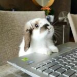 Tech-Savvy Bunny