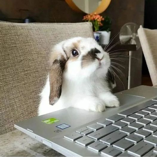 Tech-Savvy Bunny