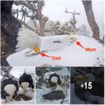 Two Eagle Parents Bravely Take Turns Shielding Their Eggs from the California Storm