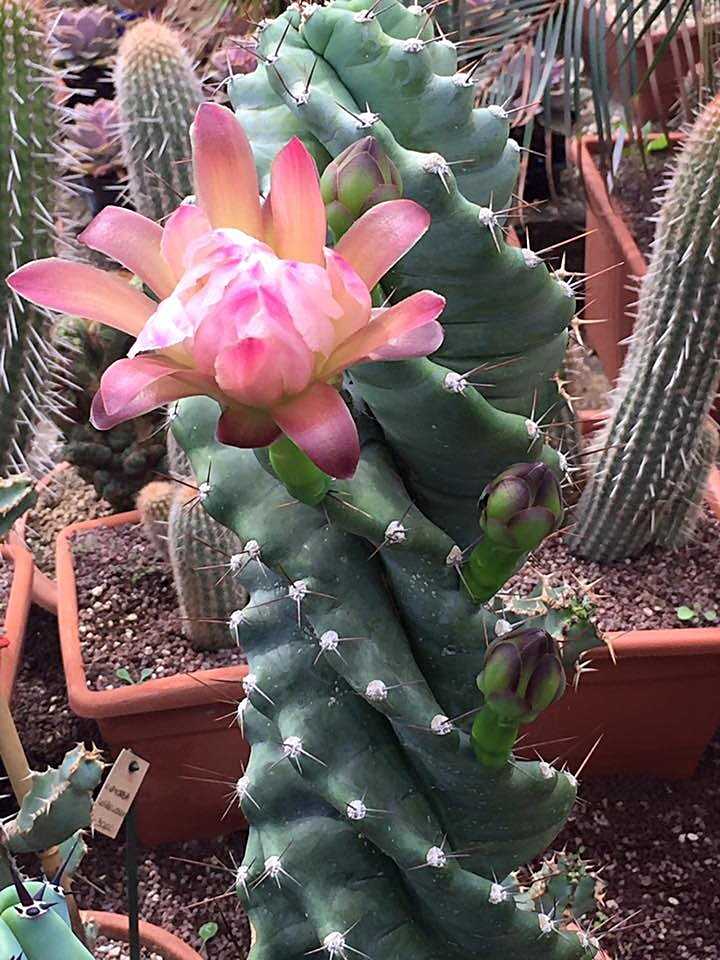 The Spiral Cactus has special charm and personality.