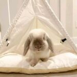 The Rabbit’s Teepee Retreat