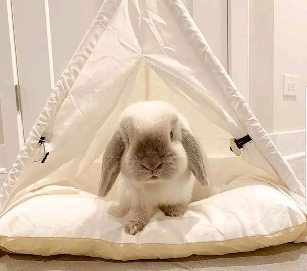 The Rabbit’s Teepee Retreat