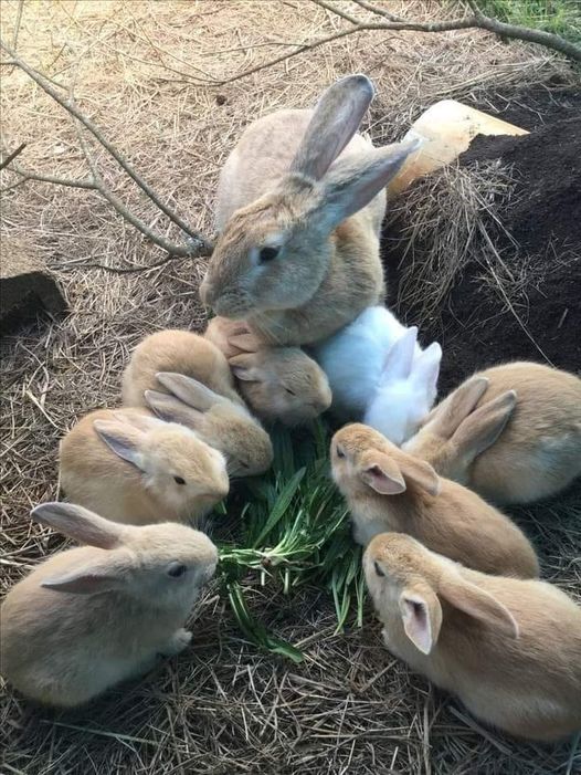 The Guardian of the Meadow