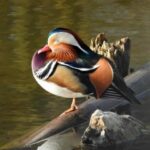 Explore the Stunning Mandarin Duck, Earth’s Most Exquisite Bird!