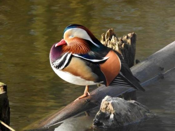 Explore the Stunning Mandarin Duck, Earth’s Most Exquisite Bird!