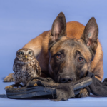 This Photographer Captures the Heartwarming Friendship Between a Dog and an Owl (19 Pics)