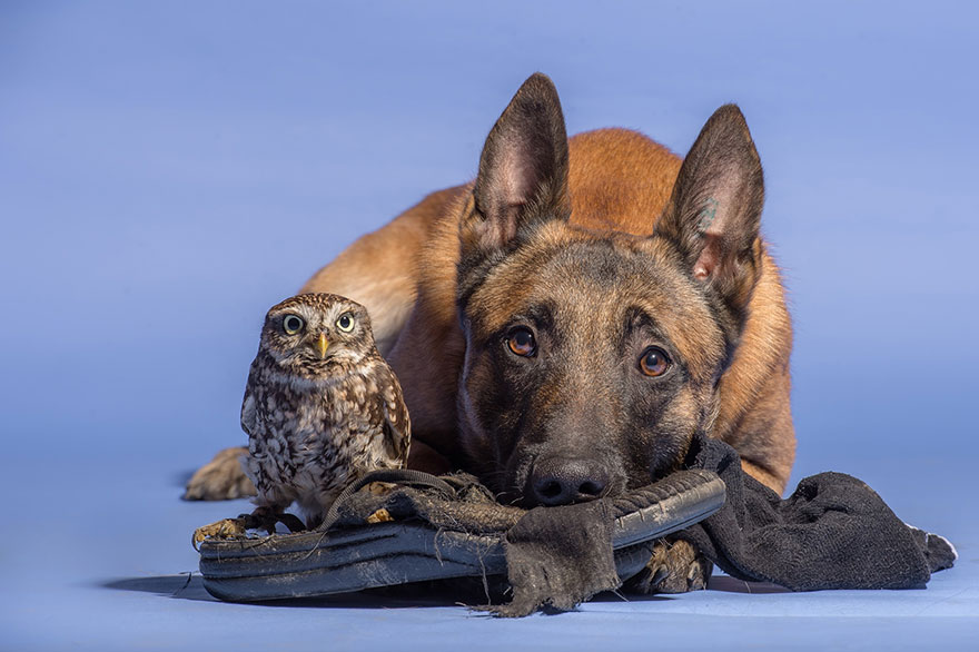 This Photographer Captures the Heartwarming Friendship Between a Dog and an Owl (19 Pics)