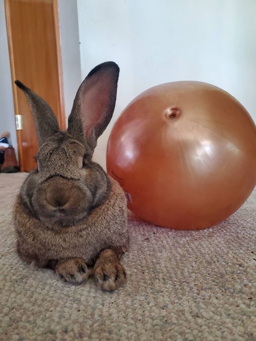 A Cozy Birthday Celebration for Gray Bunny