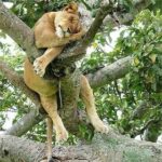 Adorable tigers on the treetops