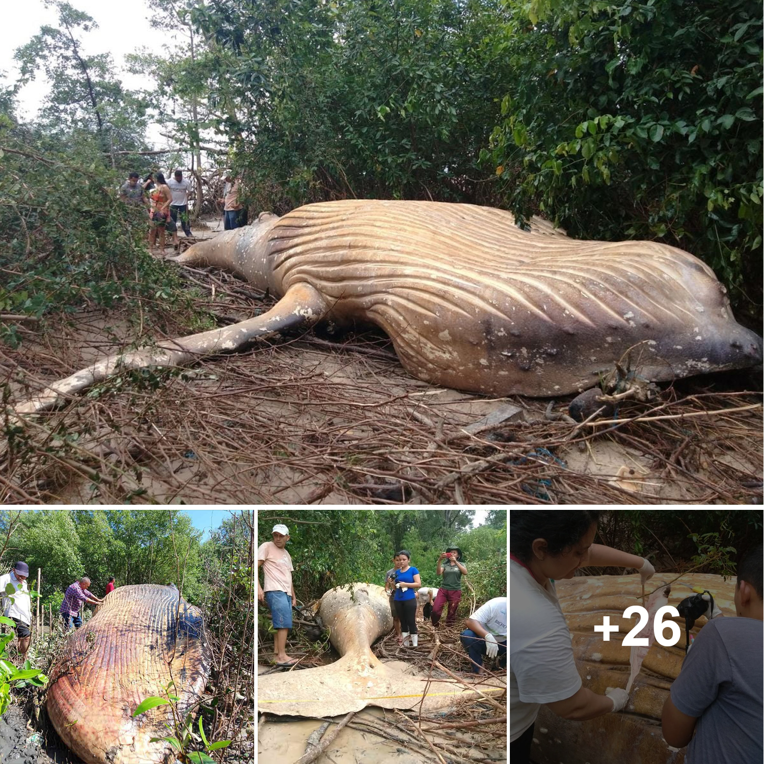 10-ton whale found in Amazon rainforest