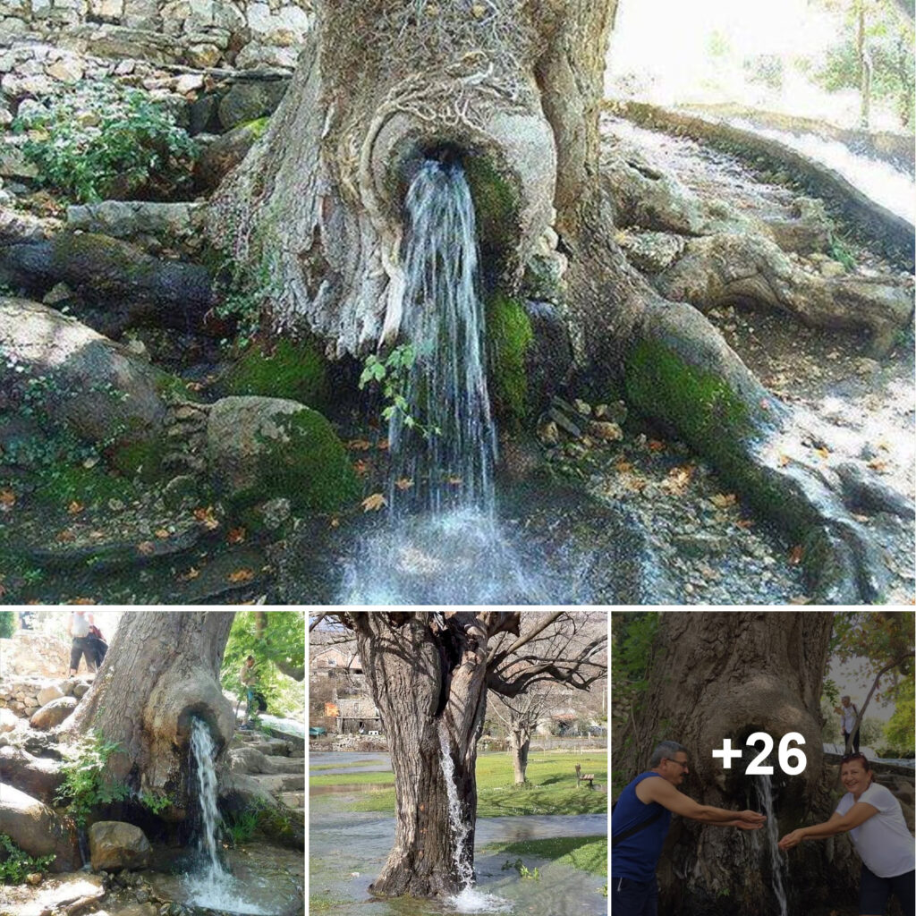 Miracle Water Sparks From 150 Year Old Mulberry Tree