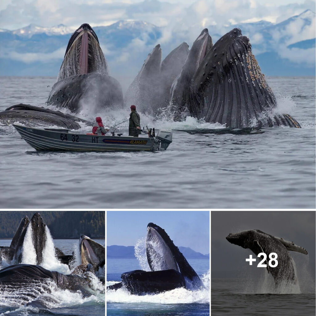 How about: “Stunning Photos Showcase Ocean’s Gentle Giants in Flight While Feeding off Alaska”?