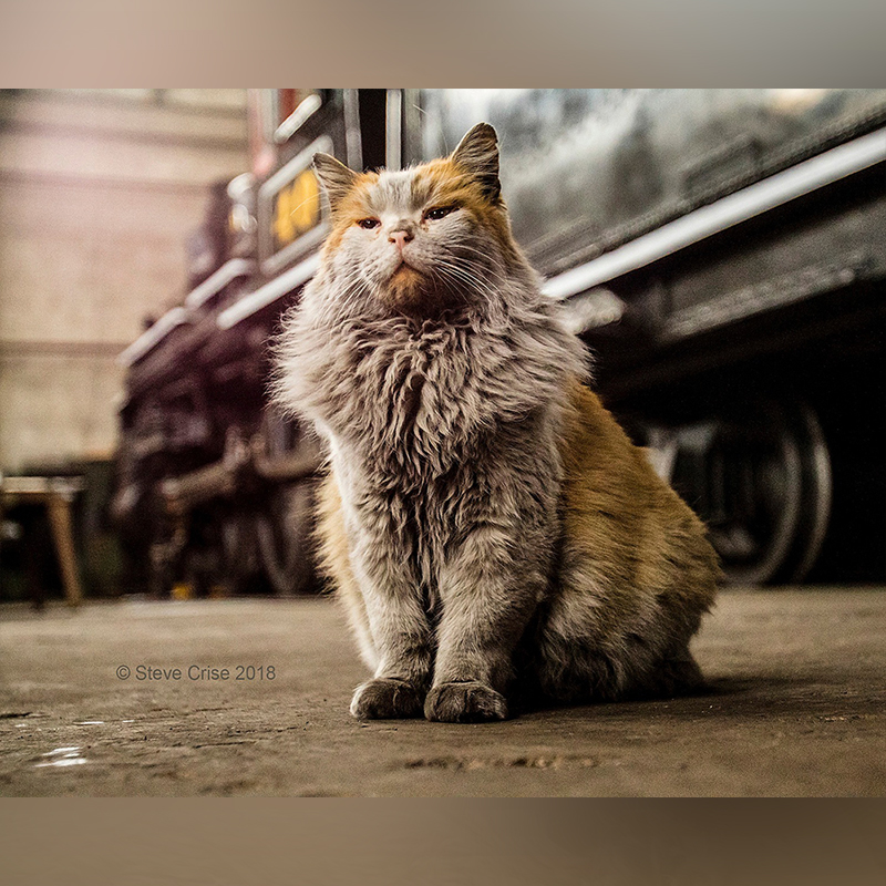 At the Nevada Northern Railway, get down and dirty with “Boss Shop Cat” and his young apprentice.