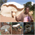 “Explore Intriguing Facts About the World’s Largest Edible Mushrooms, Living in Harmony with Termites”