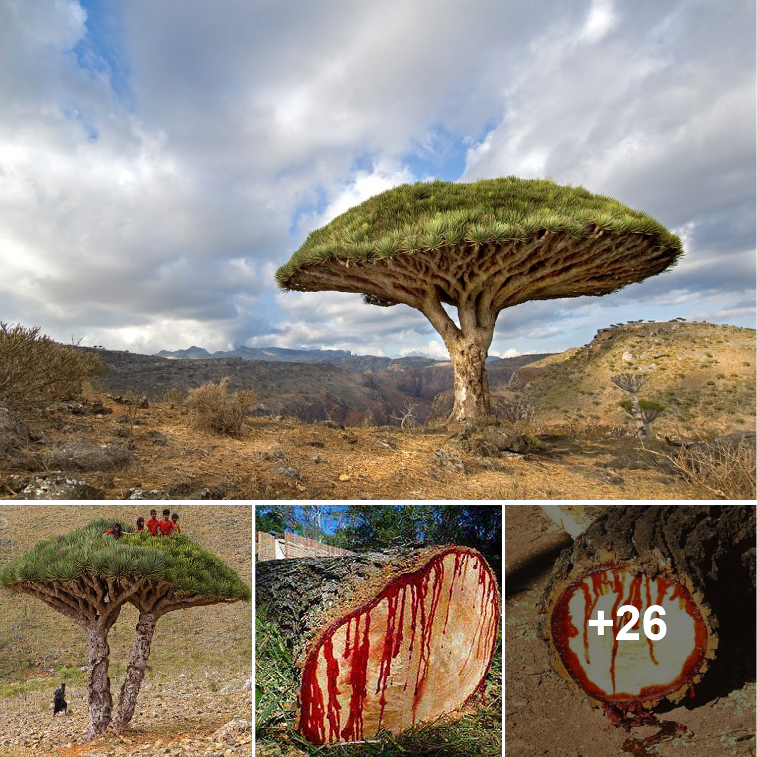 Dragon Blood Trees, centuries-old, are renowned for their sap that resembles blood.