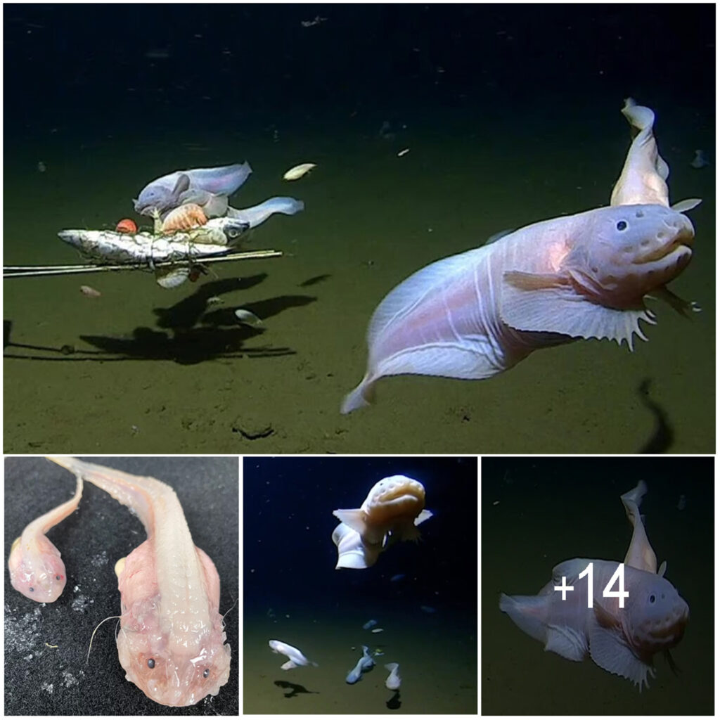 Fish Captured on Camera at a Record Depth of 8,336 Meters