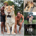 The giant lion-tiger weighing 319kg is known as the largest species in the world