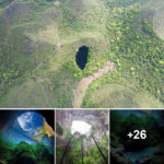 Ancient Forest Signs Inside the Giant Sinkhole